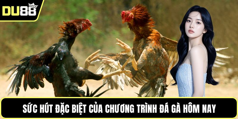 Sức hút đặc biệt của chương trình đá gà hôm nay